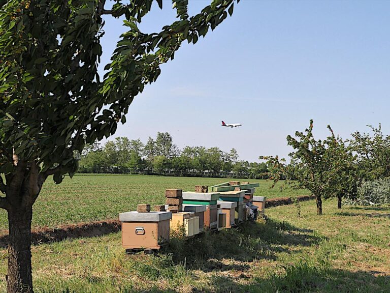 Aeroporto di Bologna: coinvolte le api per controllare la qualità dell’aria