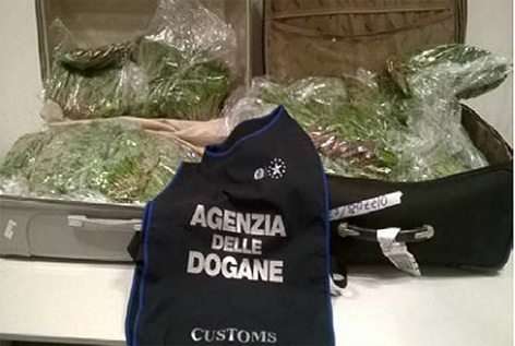 Ingente sequestro di Khat effettuato dall’Agenzia delle Dogane di Malpensa