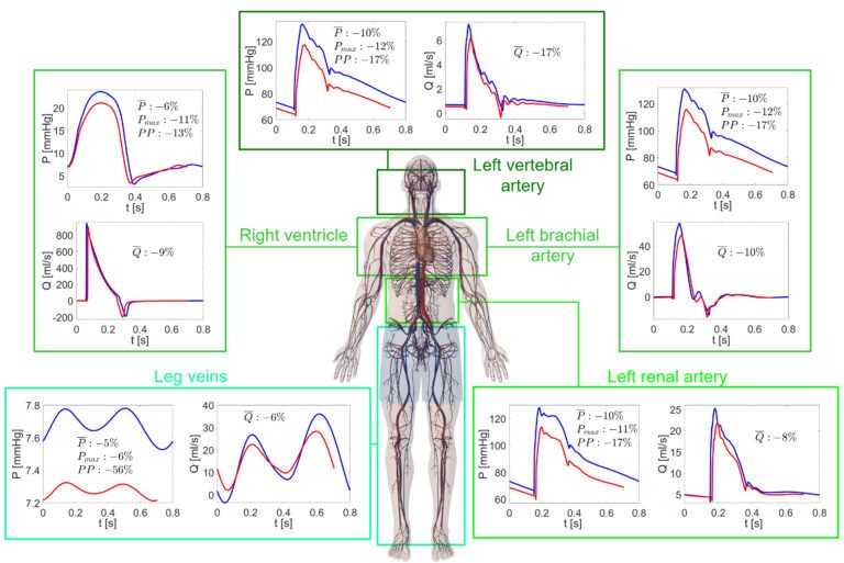 Il cuore umano nello spazio: cosa possiamo imparare dai modelli matematici